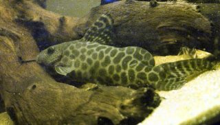 Synodontis pardalis