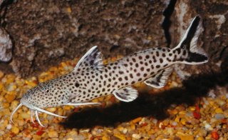 Synodontis petricola