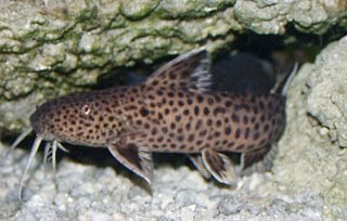 Synodontis petricola