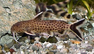 Synodontis petricola