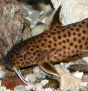 Synodontis petricola