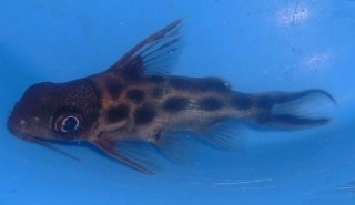 Synodontis pleurops