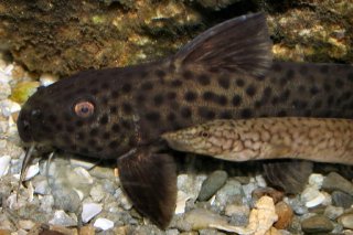 Synodontis polli