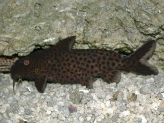 Synodontis polli