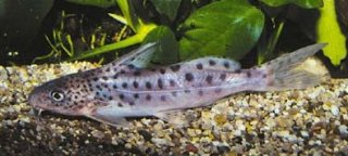 Synodontis pulcher