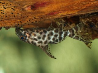 Synodontis resupinatus