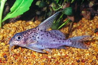 Synodontis resupinatus