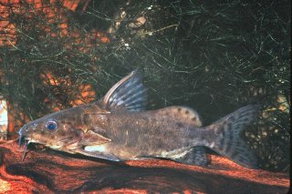 Synodontis robbianus