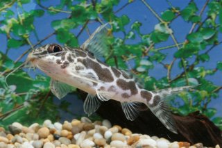 Synodontis robertsi