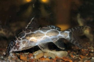 Synodontis robertsi