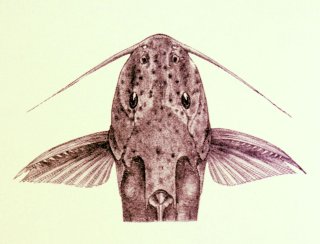 Synodontis ruandae