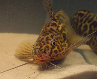 Synodontis schoutedeni