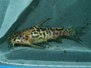 Synodontis schoutedeni