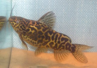 Synodontis schoutedeni