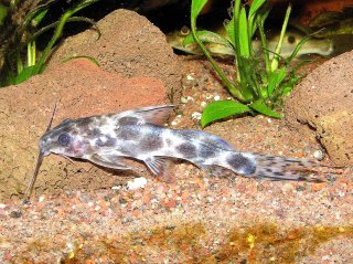 Synodontis smiti