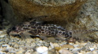 Synodontis soloni