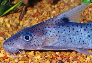 Synodontis sorex