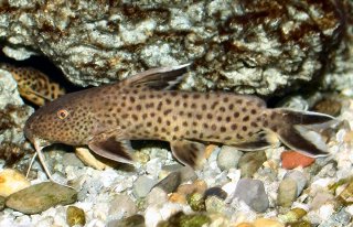 Synodontis sp. (5)