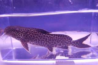 Synodontis sp. `CROCODILE ISLAND`