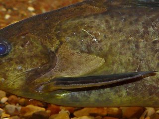 Synodontis sp. `JA RIVER`