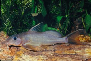 Synodontis sp. `NAKANBE RIVER`