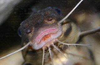 Synodontis sp. `POLLI WHITE`