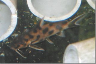 Synodontis sp. `POLLI WHITE`