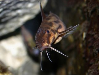 Synodontis sp. `POLLI WHITE`