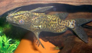 Synodontis sp. hybrid(1)