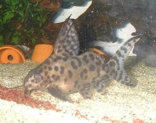 Synodontis sp. hybrid(1)