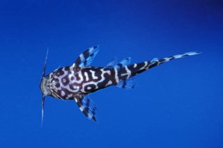 Synodontis sp. hybrid(3)