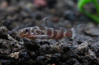 Synodontis sp. hybrid(3)