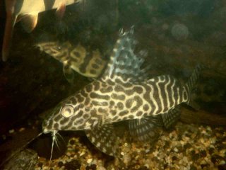 Synodontis sp. hybrid(3)