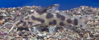 Synodontis sp. hybrid(4)