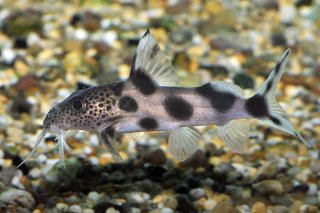 Synodontis sp. hybrid(5)