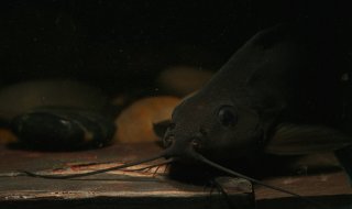 Synodontis sp. hybrid(6)