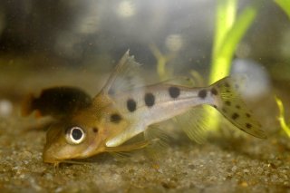 Synodontis sp. hybrid(8)