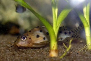 Synodontis sp. hybrid(8)