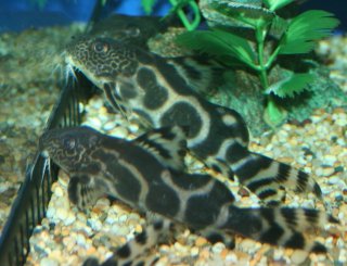 Synodontis sp. hybrid(9)