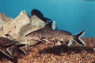 Synodontis tanganyicae