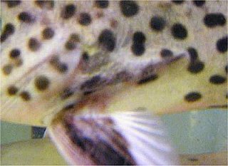 Synodontis tanganyicae