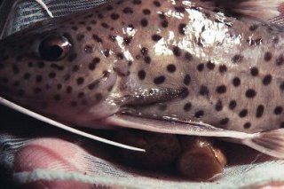 Synodontis tanganyicae