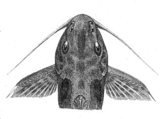 Synodontis tourei