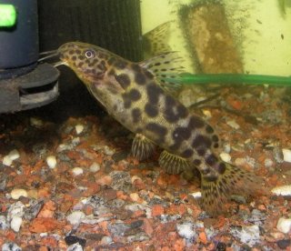 Synodontis waterloti