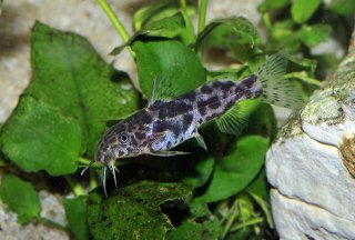 Synodontis waterloti