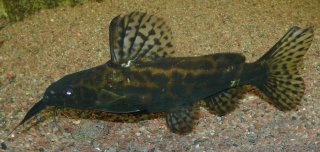 Synodontis waterloti