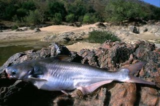 Pangasius pangasius