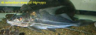 Iheringichthys labrosus