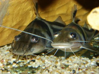 Pimelodus ornatus