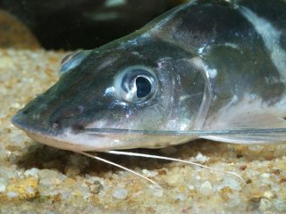 Pimelodus ornatus